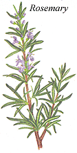 
Herb: Rosemary.
